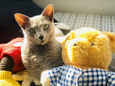 俄罗斯蓝猫和玩具