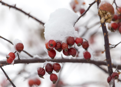冬天，玫瑰在雪地里开花