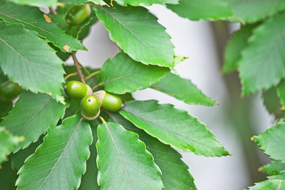 Quercus serrata
