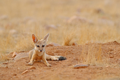 印度狐狸，孟加拉Vulpes bengalensis，印度Ranthambore国家公园。野生动物在