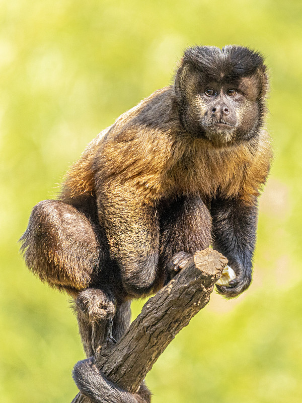 巴西野生卷尾猴(Sapajus apella)， AKA macaco-prego