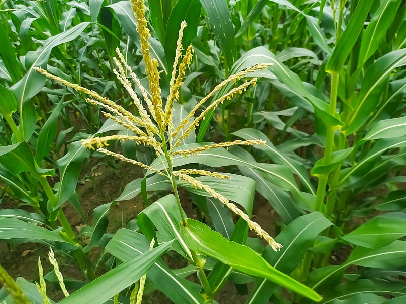 玉米花的穗子在夏末的微风中摇摆。绿色玉米田