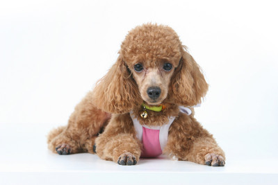 贵宾犬