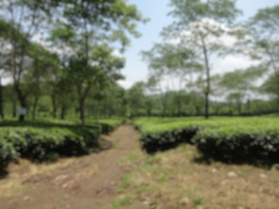 散焦的茶园景观