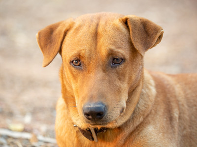 红色公犬的特写