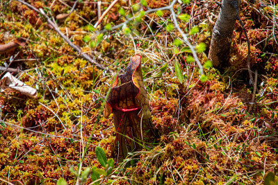 Sarracenia。食肉植物
