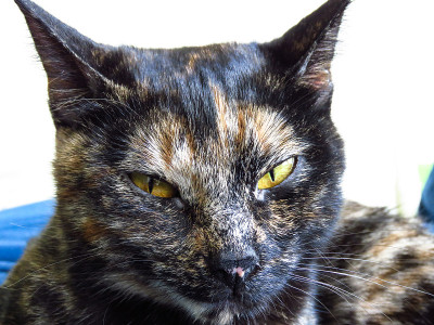 国内花斑猫