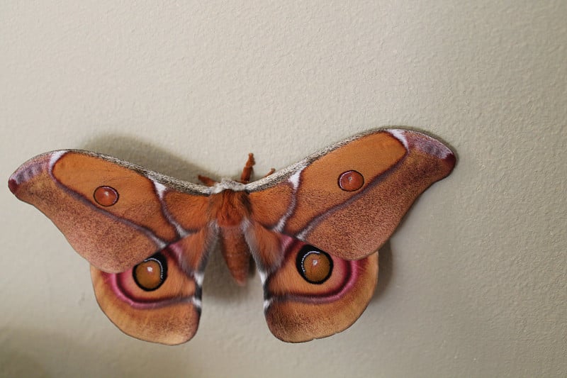 antherina suraka silkmoth