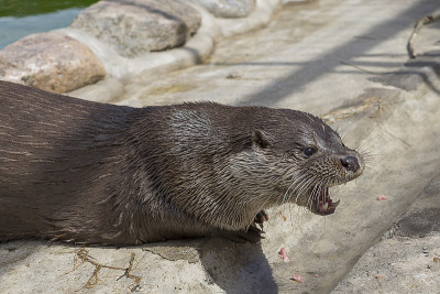 河水獭特写