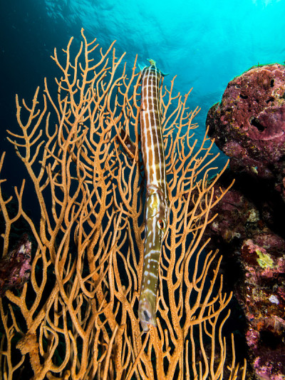 Trumpetfish