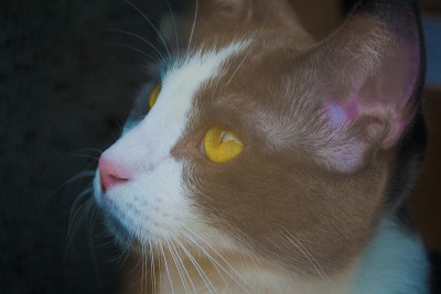 猫准备好玩了