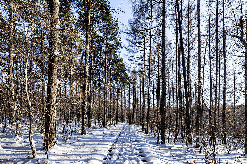 雪后的中国长春净月潭国家森林公园风景