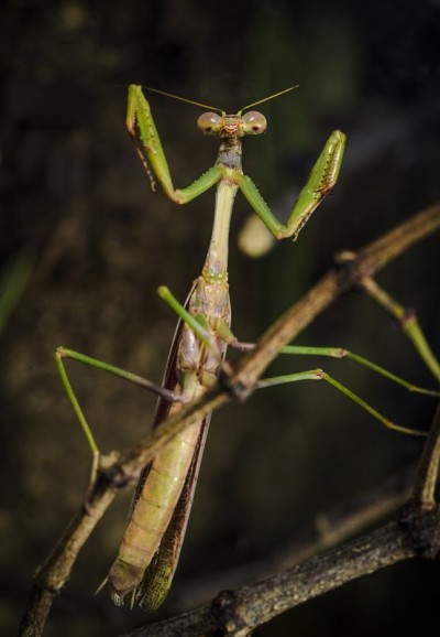 卡罗来纳螳螂(Stagmomantis Carolina)