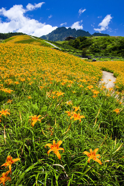 花园里的黄花菜