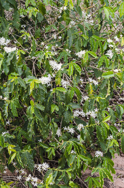 Coffea arabica