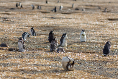 Penguins