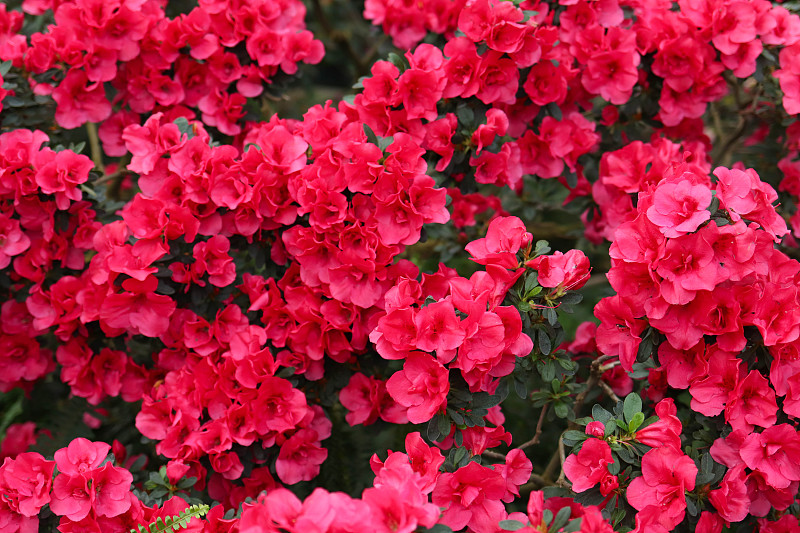 实心开花的粉红色花朵，花的质地