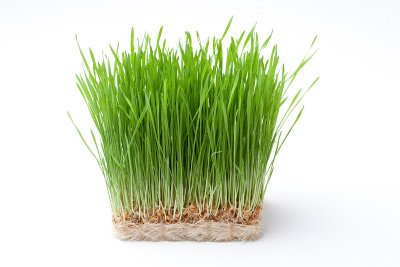 小麦草