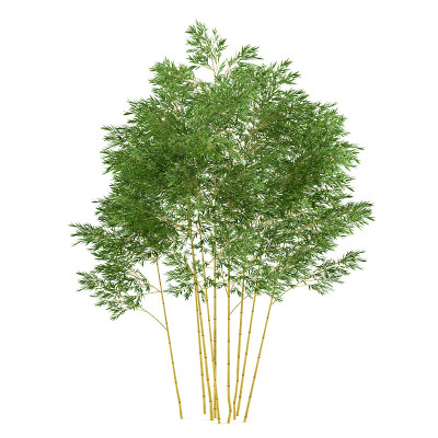 Plant bush isolated. Phyllostachys aureosulcata