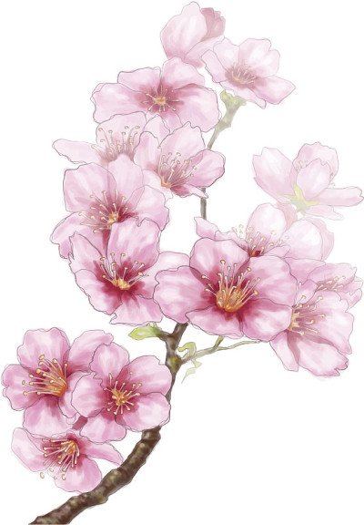 樱花支行