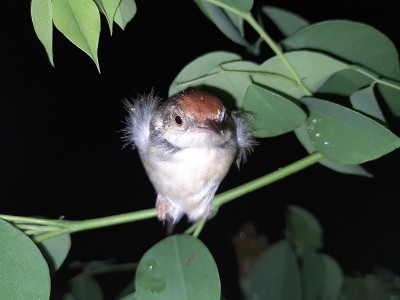 常见的缝匠鸟(Orthotomus sutorius)是一种在亚洲热带地区发现的鸣禽。