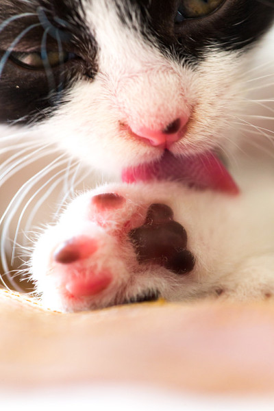猫宝宝