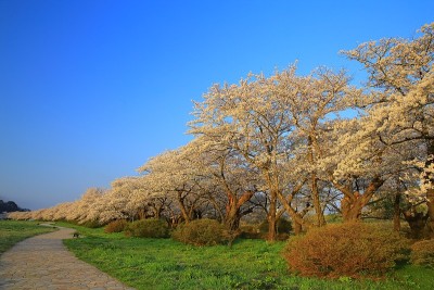 春季展冠军