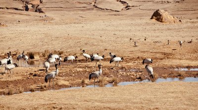 Grus japonensis