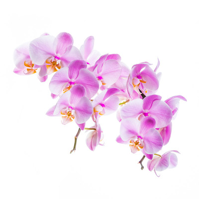 兰花的花