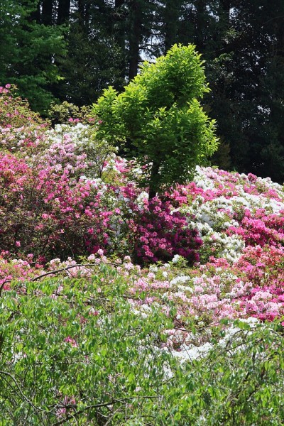 杜鹃花