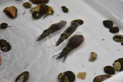 Bigfin礁鱿鱼
