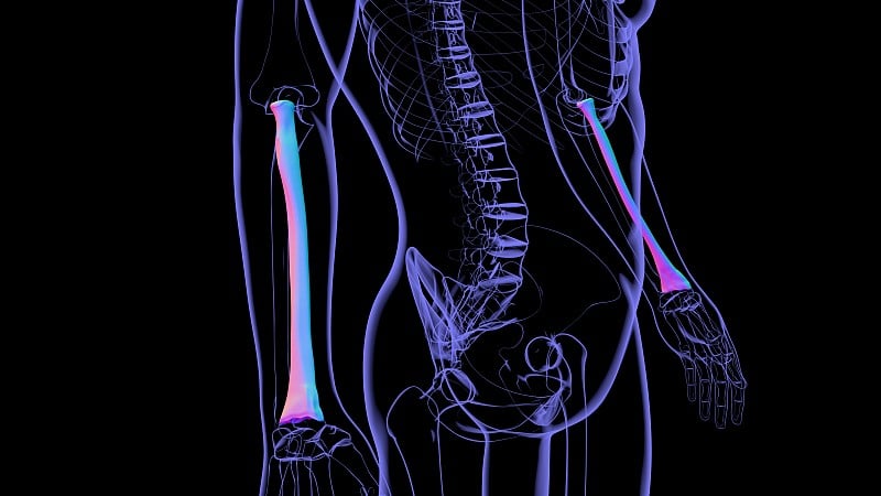 人体骨骼解剖桡骨3D渲染