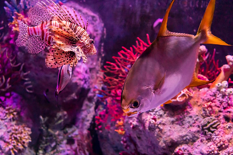 在动物园的水族馆里，野生海洋生物生活在海洋、河流和湖泊中