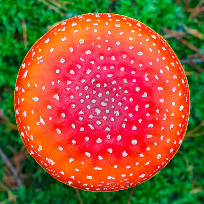 鹅膏菌属有毒蘑菇