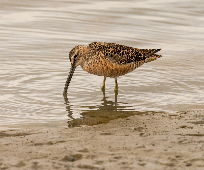 Dowitcher