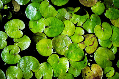 水生植物树叶