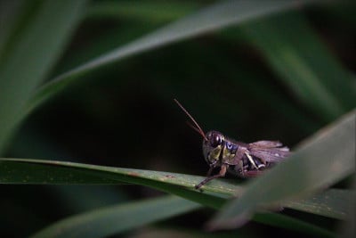 蚱蜢