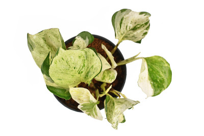 小热带'Epipremnum Aureum Manjula' pothos室内植物俯视图