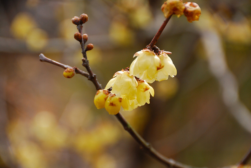 Chimonanthus