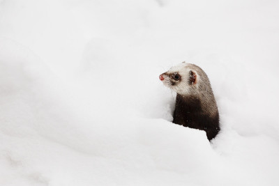 雪中的雪貂
