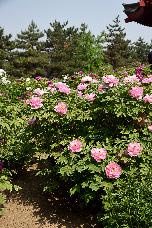 芍药属花