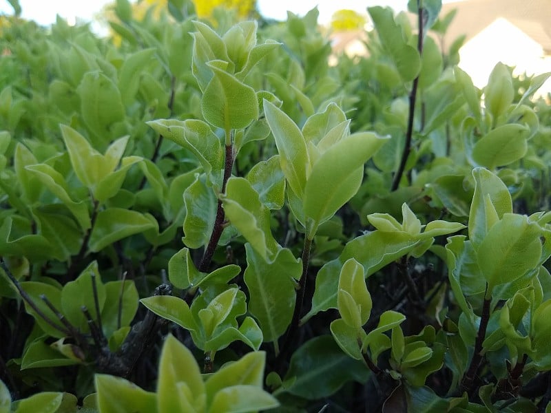 Pittosporum tenuifolium