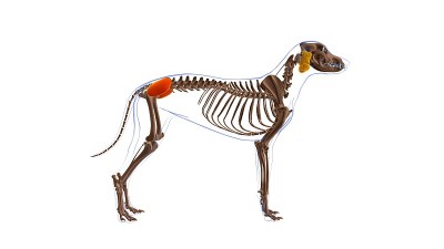臀中肌狗肌肉解剖医学概念3D