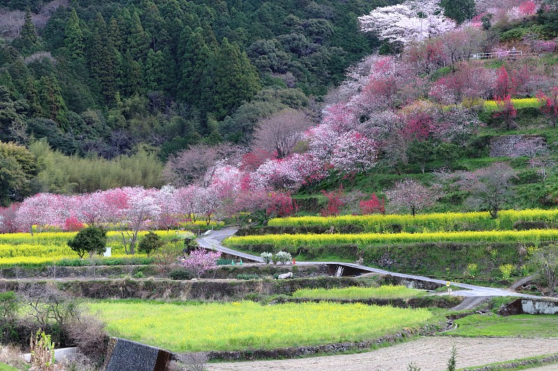 西川花卉公园，通往隐秘天堂之路(高知县河南市)