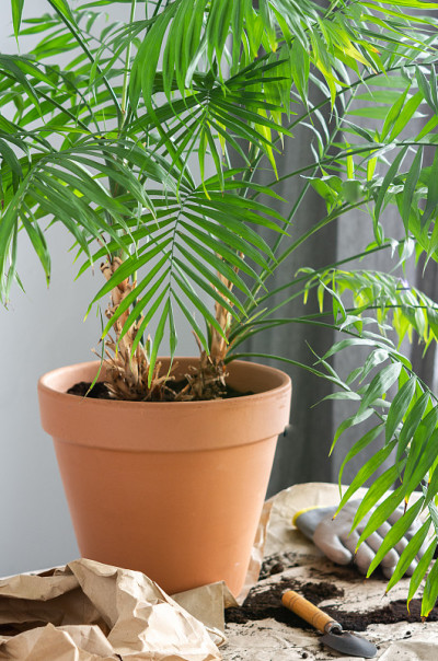 移植室内的Chamaedorea花