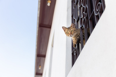 窗户上的猫