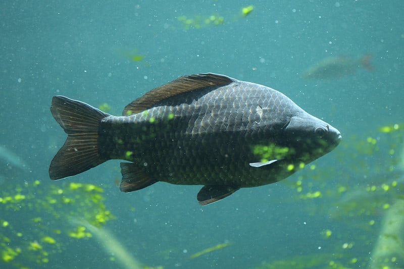 野生鲤鱼(Cyprinus carpio)