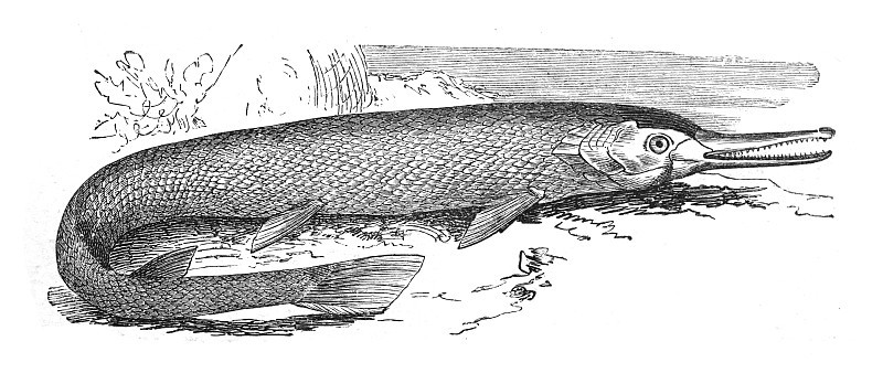 长鼻雀(Lepisosteus osseus) -老式雕刻插图