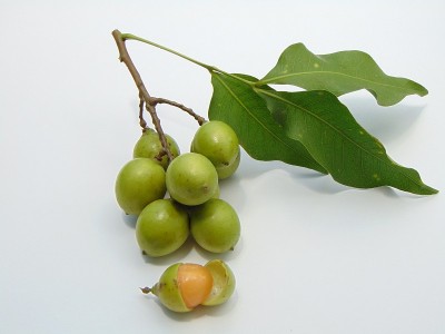 Quenepas