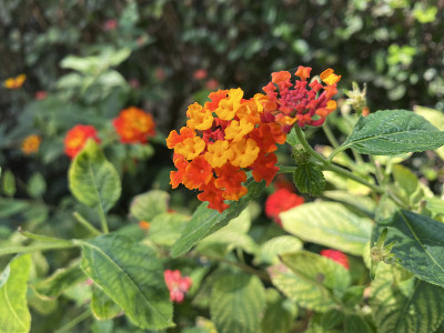 花在自然界是活的植物